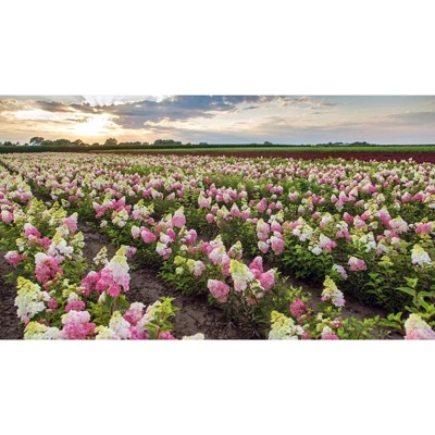 Hydrangea Berry White Shrub - National Plant Network 5 Hydrangea Berry White Shrub - National Plant Network - Image 5