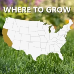 Jonathan Green Black Beauty Golden State California Cool Season Grass Seed, 1 Lb 8 Jonathan Green Black Beauty Golden State California Cool Season Grass Seed, 1 Lb -OUTSUNNY Sale Store GUEST 748eef89 f739 4e0e 8612 21a8893c0c36