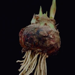 Van Zyverden Amaryllis Red Popov Flower Bulb With Artisan Decorative Planter -OUTSUNNY Sale Store GUEST 7580982a c45e 49ec bd7b d08b77e0a4e1 1