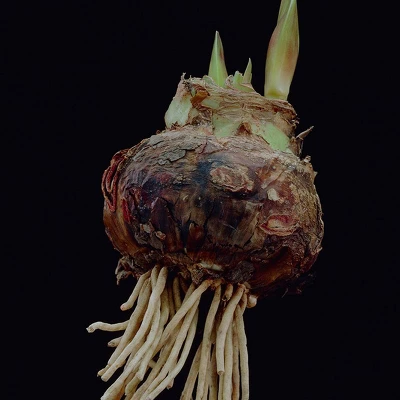 Van Zyverden Amaryllis Pink Charisma Flower Bulb With Artisan Decorative Planter 1 Van Zyverden Amaryllis Pink Charisma Flower Bulb With Artisan Decorative Planter