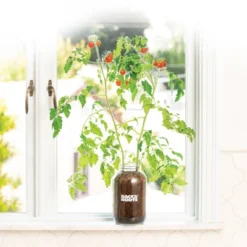 Back To The Roots Organic Tomato Grow Kit -OUTSUNNY Sale Store GUEST 761ae776 020c 4c9e 930b 0e4a9b2de8cb