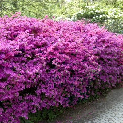 Encore Azalea Autumn 'Lilac' 3gal U.S.D.A. Hardiness Zones 6-10 - 1pc - National Plant Network 1 Encore Azalea Autumn 'Lilac' 3gal U.S.D.A. Hardiness Zones 6-10 - 1pc - National Plant Network