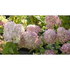 Hydrangea Berry White Shrub - National Plant Network