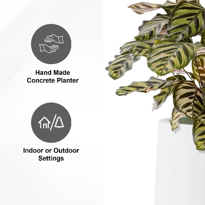 Rosemead Home & Garden 3pc Concrete Outdoor Planter Pots Chalk White 5 Rosemead Home & Garden 3pc Concrete Outdoor Planter Pots Chalk White - Image 5