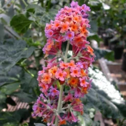 Buddleia Bi-Color - National Plant Network -OUTSUNNY Sale Store GUEST 7dc4d6e7 c343 4266 bff0 c95660778a61