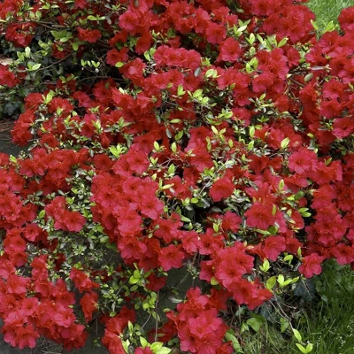 2.25gal Girard Crimson Azalea Plant With Red Blooms - National Plant Network 1 2.25gal Girard Crimson Azalea Plant With Red Blooms - National Plant Network