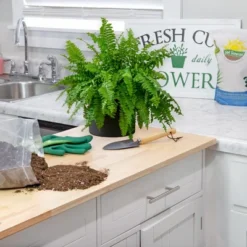 Soil Sunrise Air Cleaning Plant Potting Mix For Pothos, Parlor Palm, Peace Lily -OUTSUNNY Sale Store GUEST 81254203 b5da 44ed aaa4 454fd2025950