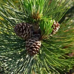 2.25gal Loblolly Pine Tree - National Plant Network -OUTSUNNY Sale Store GUEST 818f754a 0604 4d1e 8353 30f2e40da235