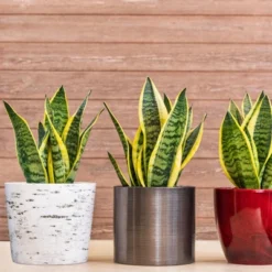 Soil Sunrise Air Cleaning Plant Potting Mix For Pothos, Parlor Palm, Peace Lily -OUTSUNNY Sale Store GUEST 841ad8eb ba05 4ebc bd91 3397435b7d19