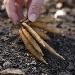 5ct Astilbe Top Choice Cake Mixture Bulbs - Van Zyverden -OUTSUNNY Sale Store GUEST 8588fb6e 9188 461f bc99 83a900371250