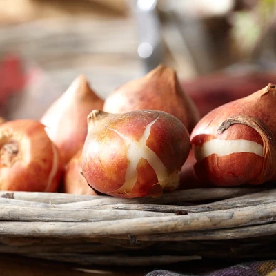 Tulips Non-Stop Mixed Colors Blend - Set Of 25 Bulbs - Van Zyverden 1 Tulips Non-Stop Mixed Colors Blend - Set Of 25 Bulbs - Van Zyverden