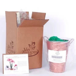 Van Zyverden Amaryllis Red Popov Flower Bulb With Artisan Decorative Planter -OUTSUNNY Sale Store GUEST 88850e9d 516b 40d0 9415 49799eb90ad0