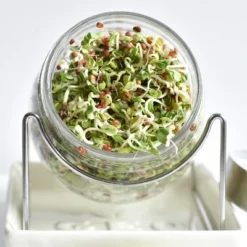 Tribest GEO Sprouting Jar System With Stainless Steel Rack And Ceramic Base Plate – Clear -OUTSUNNY Sale Store GUEST 8c36ed12 8655 4380 a14f 4391e00c9ebb