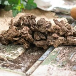 Van Zyverden 25ct Bulbs Anemone Wind Flowers Darkest Blue