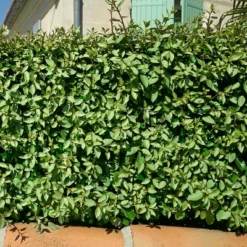 Elaeagnus 2.25gal U.S.D.A. Hardiness Zones 7-9 - 1pc - National Plant Network -OUTSUNNY Sale Store GUEST 91be5278 b805 47c2 8823 506cfe56cece
