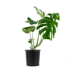 10" Monstera Swiss Cheese Plant - National Plant Network -OUTSUNNY Sale Store GUEST 95565701 2830 41e3 9789 184fd33ec6d9