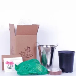 Van Zyverden Amaryllis Pink Flower Bulb With Artisan Decorative Planter -OUTSUNNY Sale Store GUEST 99485770 53ce 4ec4 81c8 c468ddf30e6c