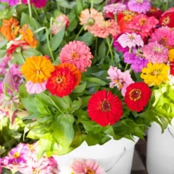 Back To The Roots 5pk Organic USA Flower Seeds 12 Back To The Roots 5pk Organic USA Flower Seeds -OUTSUNNY Sale Store GUEST 9a5e7d18 d232 4ca6 bffc 0cf53ae0febb