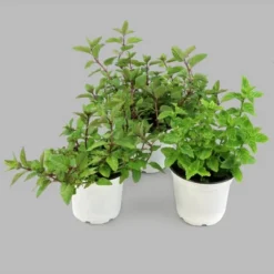 Burpee Herb ' Spearmint' 1pc Seasonal Grown In All U.S.D.A. Hardiness Zones National Plant Network 4"