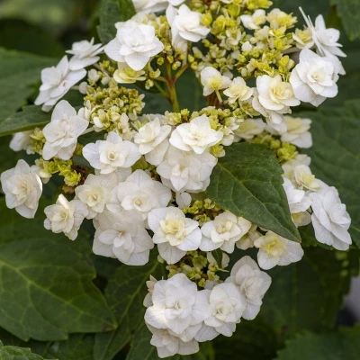 National Plant Network Live Outdoor 4" Wedding Gown Hydrangea Plants - 3ct 7 National Plant Network Live Outdoor 4" Wedding Gown Hydrangea Plants - 3ct - Image 7