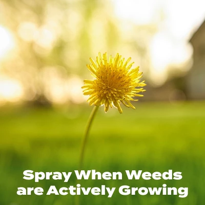 Scotts 32oz Liquid Turf Builder With Plus 2 Weed Control 5 Scotts 32oz Liquid Turf Builder With Plus 2 Weed Control - Image 5