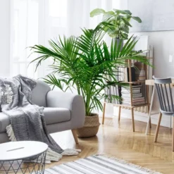 National Plant Network Live Indoor/Outdoor Majesty Palm Plant - 1ct 2.5qt -OUTSUNNY Sale Store GUEST a40434ec 916d 4172 96d7 44495a5ff89b