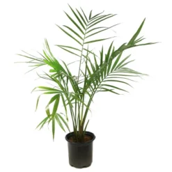 National Plant Network Live Indoor/Outdoor Majesty Palm Plant - 1ct 2.5qt -OUTSUNNY Sale Store GUEST a67ed246 8436 4d21 b88c a6e93b948e44