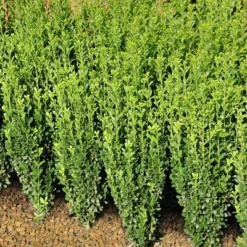 National Plant Network Live Outdoor Sky Pencil Holly Plant - 1ct 1gal -OUTSUNNY Sale Store GUEST a7049871 6b94 4209 a5df c6f45f0b026b