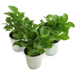 National Plant Network Live Outdoor 4" Wedding Gown Hydrangea Plants - 3ct 17 National Plant Network Live Outdoor 4" Wedding Gown Hydrangea Plants - 3ct -OUTSUNNY Sale Store GUEST a7552ec9 100a 4bd9 8d01 60c8a2c7de2a