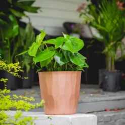 10" Monstera Swiss Cheese Plant - National Plant Network -OUTSUNNY Sale Store GUEST a78ead8f 0dec 47a1 a2d2 0a50e0f61168