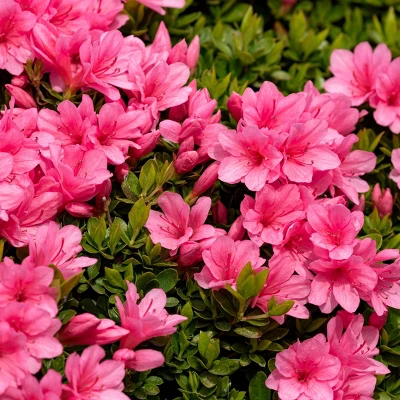 2.5qt Macrantha Pink Azalea Plant With Pink Blooms - National Plant Network 2 2.5qt Macrantha Pink Azalea Plant With Pink Blooms - National Plant Network - Image 2