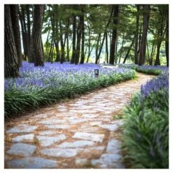 Liriope 'Big Blue' 1pc - National Plant Network - U.S.D.A. Hardiness Zones 5 - 10 -OUTSUNNY Sale Store GUEST b8a8b122 ea10 4bab bb37 767433152196