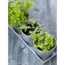 Gardener's Supply Company Galvanized Herb Planters With Rectangular Tray | Includes 5 Vintage Farmhouse Planters 4" Diameter | Perfect For Indoor