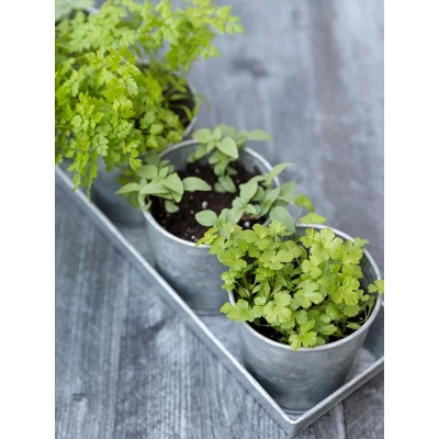 Gardener's Supply Company Galvanized Herb Planters With Rectangular Tray | Includes 5 Vintage Farmhouse Planters 4" Diameter | Perfect For Indoor 1 Gardener's Supply Company Galvanized Herb Planters With Rectangular Tray | Includes 5 Vintage Farmhouse Planters 4" Diameter | Perfect For Indoor