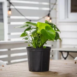 10" Monstera Swiss Cheese Plant - National Plant Network -OUTSUNNY Sale Store GUEST c14d0e65 f28e 4a64 b549 2a4eb70930ef