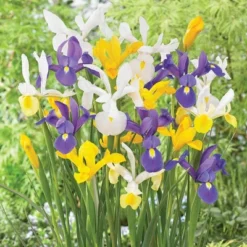 Van Zyverden 75ct Bulbs Dutch Iris Mixed -OUTSUNNY Sale Store GUEST c1d04ecb 5a8c 44f5 98c1 d0455b73a80b