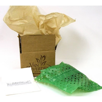 Van Zyverden Amaryllis White/Pink African Candy Floss Flower Bulb 2 Van Zyverden Amaryllis White/Pink African Candy Floss Flower Bulb - Image 2