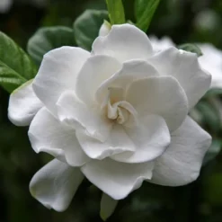 2.25gal Radicans Gardenia Plant White Blooms - National Plant Network -OUTSUNNY Sale Store GUEST c8b4a818 981d 483f ad17 ab72068b0ce6