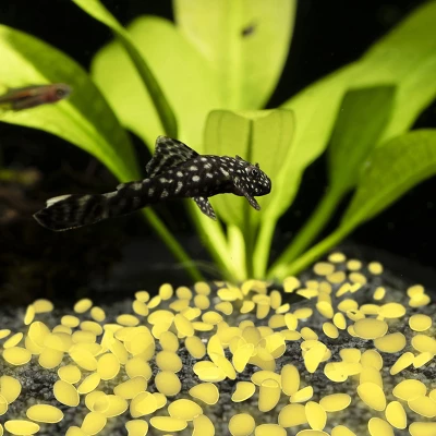 Garden Stones-500 Count Glow In The Dark Solar Pathway Pebble Lights-Decorative Glowing Rocks By Nature Spring (Yellow) 3 Garden Stones-500 Count Glow In The Dark Solar Pathway Pebble Lights-Decorative Glowing Rocks By Nature Spring (Yellow) - Image 3