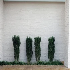 National Plant Network Live Outdoor Sky Pencil Holly Plant - 1ct 1gal -OUTSUNNY Sale Store GUEST c920d8fe 800a 4232 9bb3 dcdf61da5296