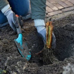 3ct Bearded Iris Superstition Roots - Van Zyverden -OUTSUNNY Sale Store GUEST c9426e2e 04ac 48d2 a640 dd1acba3de3d