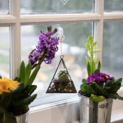 D'Eco Glass Geometric Plant Terrarium 3Pk - Hanging Triangle, House & Prism Planters - Home, Garden & Office Botanical Decor - Gift For Plant Lovers -OUTSUNNY Sale Store GUEST cb0dccc3 1ce3 4710 b905 edead8da1966
