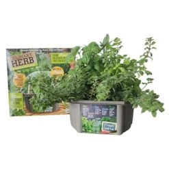 Unique Gardener: Culinary Herb Kit - Grow 5 Herbs In A DIY Biosphere Terrarium 12 Unique Gardener: Culinary Herb Kit - Grow 5 Herbs In A DIY Biosphere Terrarium -OUTSUNNY Sale Store GUEST d5377289 d820 4592 8200 804ff8db0b0e