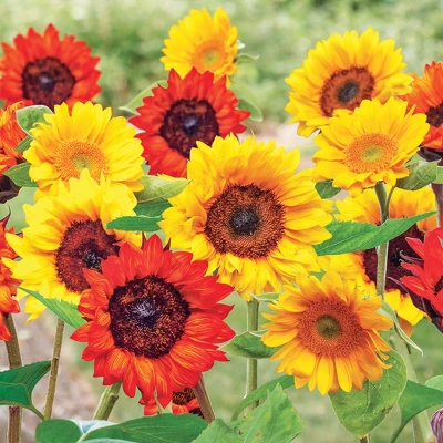 Collections Etc Roll Out Flower Seeded Mats That Attract Butterflies - Set Of 2 5 Collections Etc Roll Out Flower Seeded Mats That Attract Butterflies - Set Of 2 - Image 5