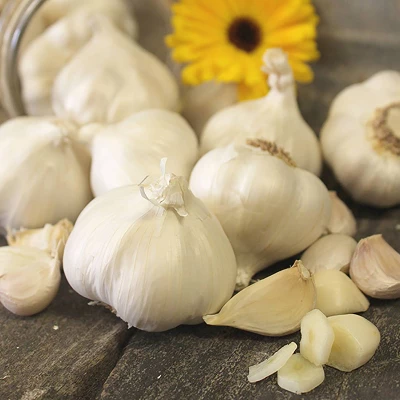 Van Zyverden 3ct Cloves Garlic Softneck Silverskin Silver Rose 6 Van Zyverden 3ct Cloves Garlic Softneck Silverskin Silver Rose - Image 6