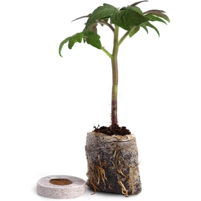 Window Garden - Arugula Vegetable Starter Kit 1 Window Garden - Arugula Vegetable Starter Kit