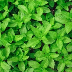 Burpee Herb ' Spearmint' 1pc Seasonal Grown In All U.S.D.A. Hardiness Zones National Plant Network 4" 7 Burpee Herb ' Spearmint' 1pc Seasonal Grown In All U.S.D.A. Hardiness Zones National Plant Network 4" -OUTSUNNY Sale Store GUEST e4e63e59 9719 470b a248 447182e79baf