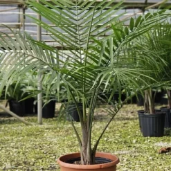 National Plant Network Live Indoor/Outdoor Majesty Palm Plant - 1ct 2.5qt -OUTSUNNY Sale Store GUEST e6290536 3a65 4b3f b9b3 9193ec4ed94f