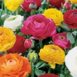 Van Zyverden 25ct Bulbs Butter Cups Ranunculus Double Blooming Mixed 7 Van Zyverden 25ct Bulbs Butter Cups Ranunculus Double Blooming Mixed -OUTSUNNY Sale Store GUEST e66662f2 9cef 4167 96bb c8925b944300