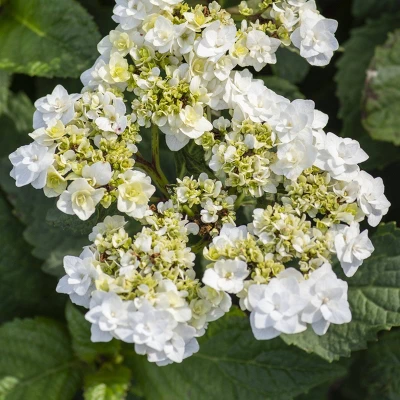 National Plant Network Live Outdoor 4" Wedding Gown Hydrangea Plants - 3ct 6 National Plant Network Live Outdoor 4" Wedding Gown Hydrangea Plants - 3ct - Image 6